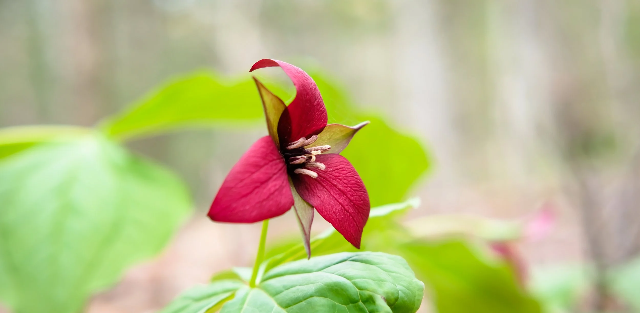 Trillium_BC_Grambo-8371.jpg