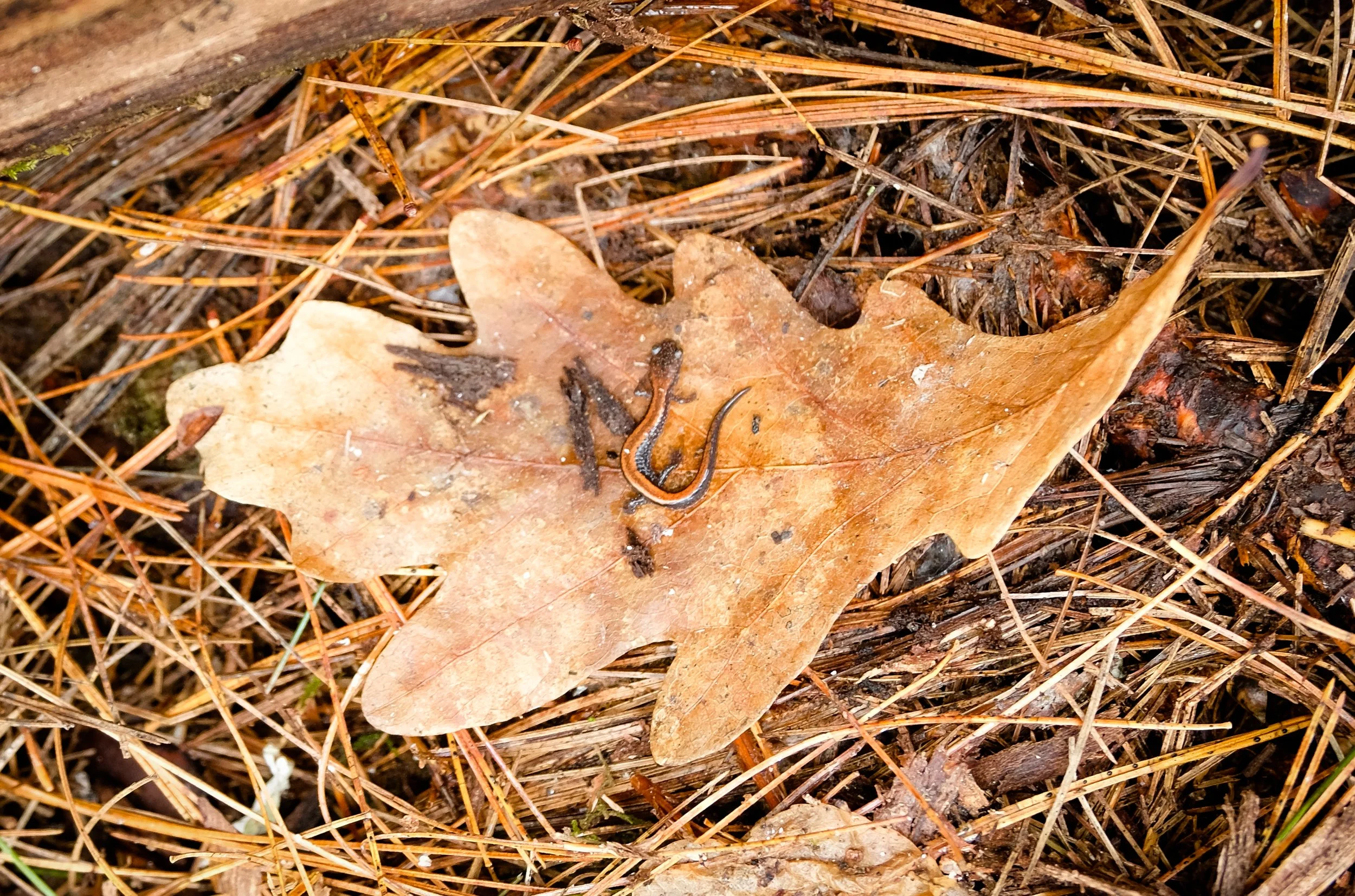 BlackBrook_BC24-8338.jpg