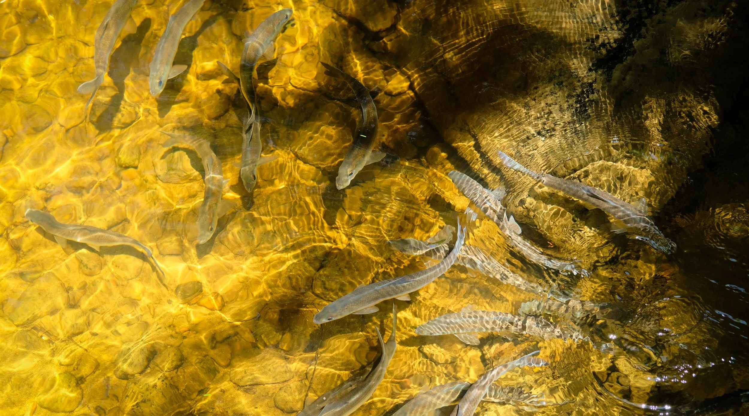 Alewife Migration Walk at Mill Brook Preserve
