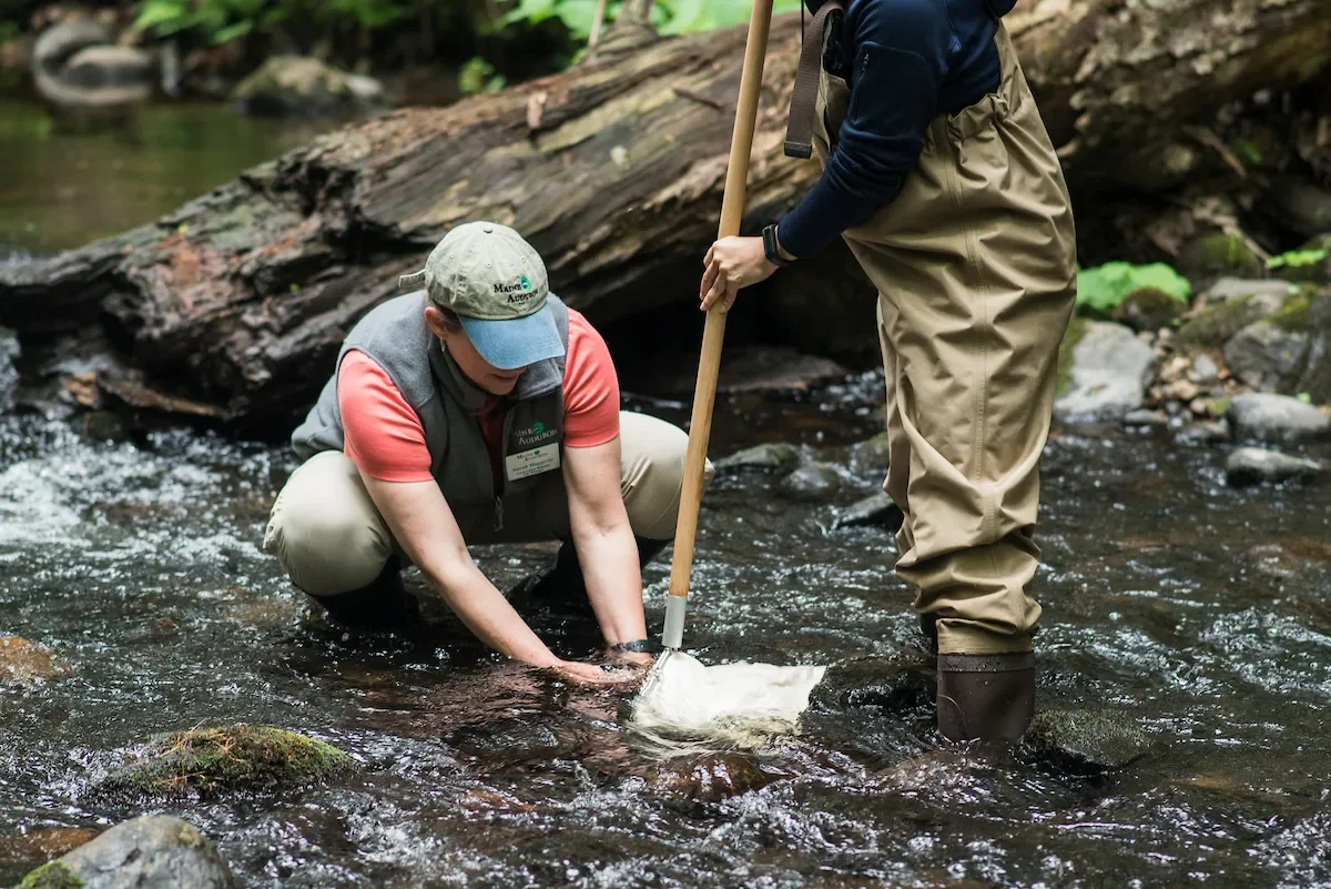 Marsh and Stream Explorers Workshop at Mill Brook Preserve