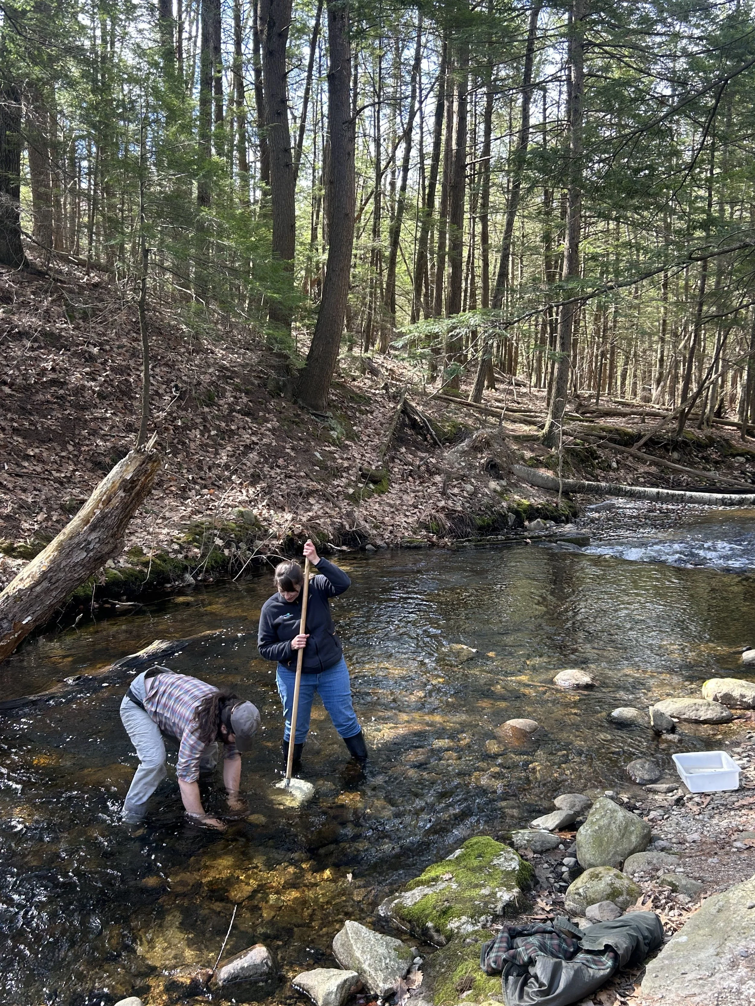 Macroinvertebrate Stream Sampling at Mill Brook Preserve