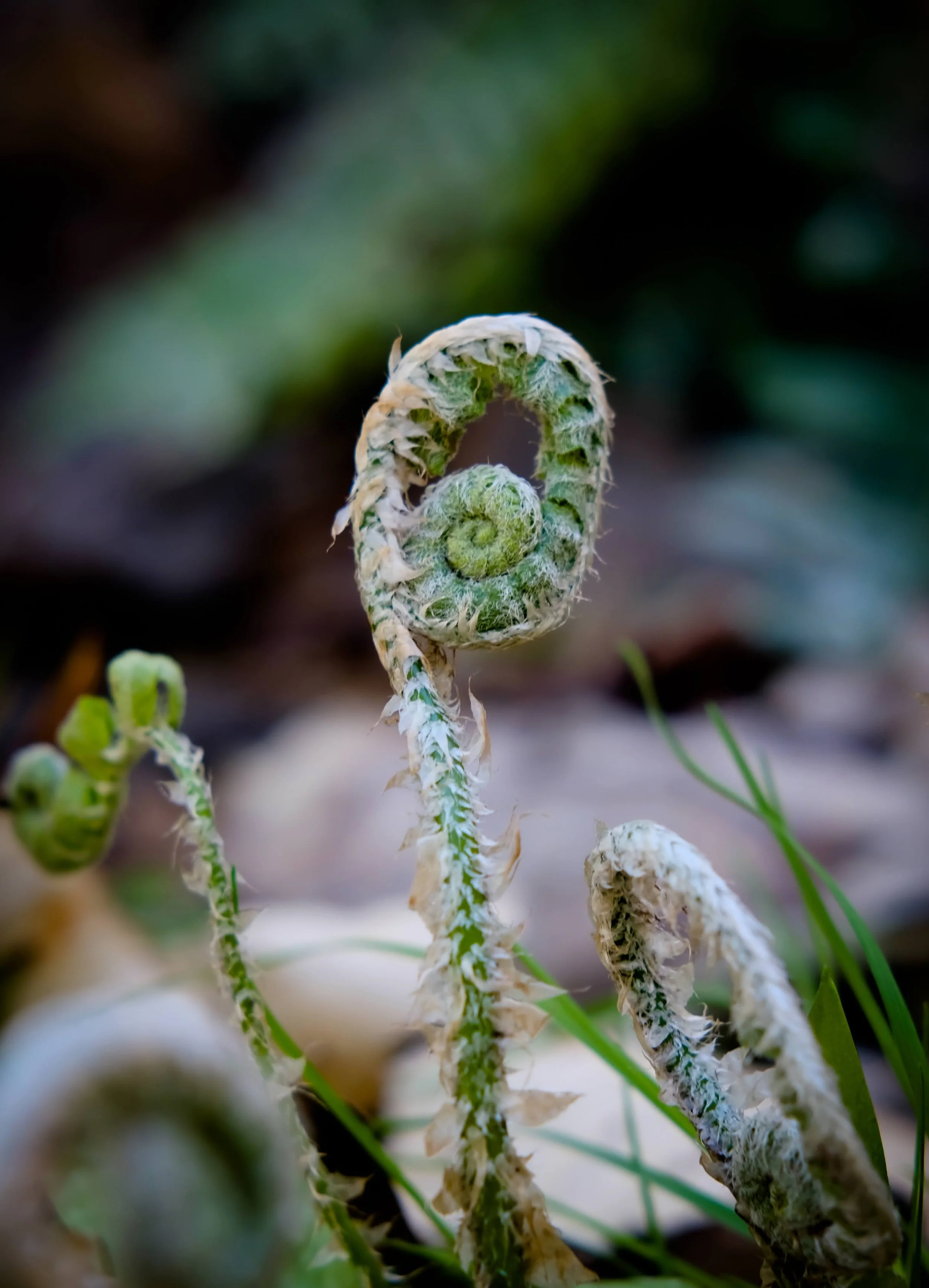 Fern Walk at Black Brook Preserve