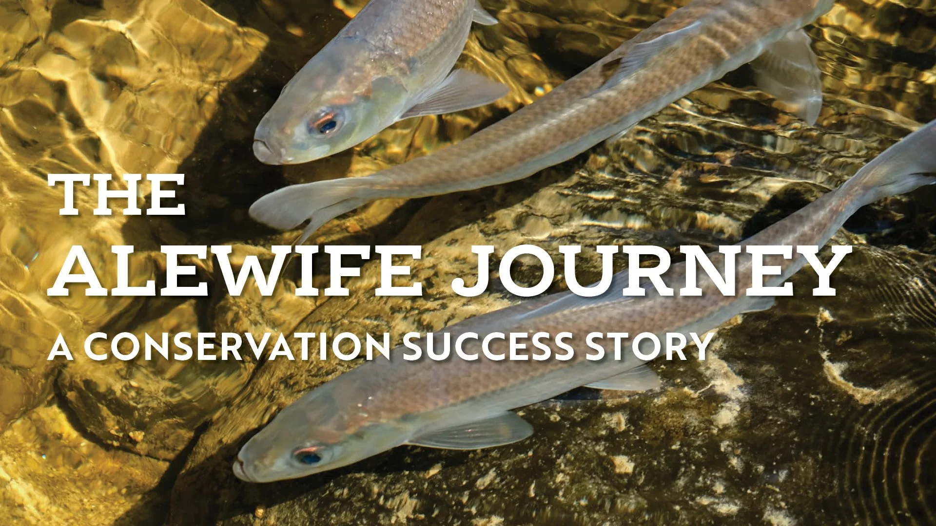 "The Alewife Journey" at Maine Outdoor Film Festival