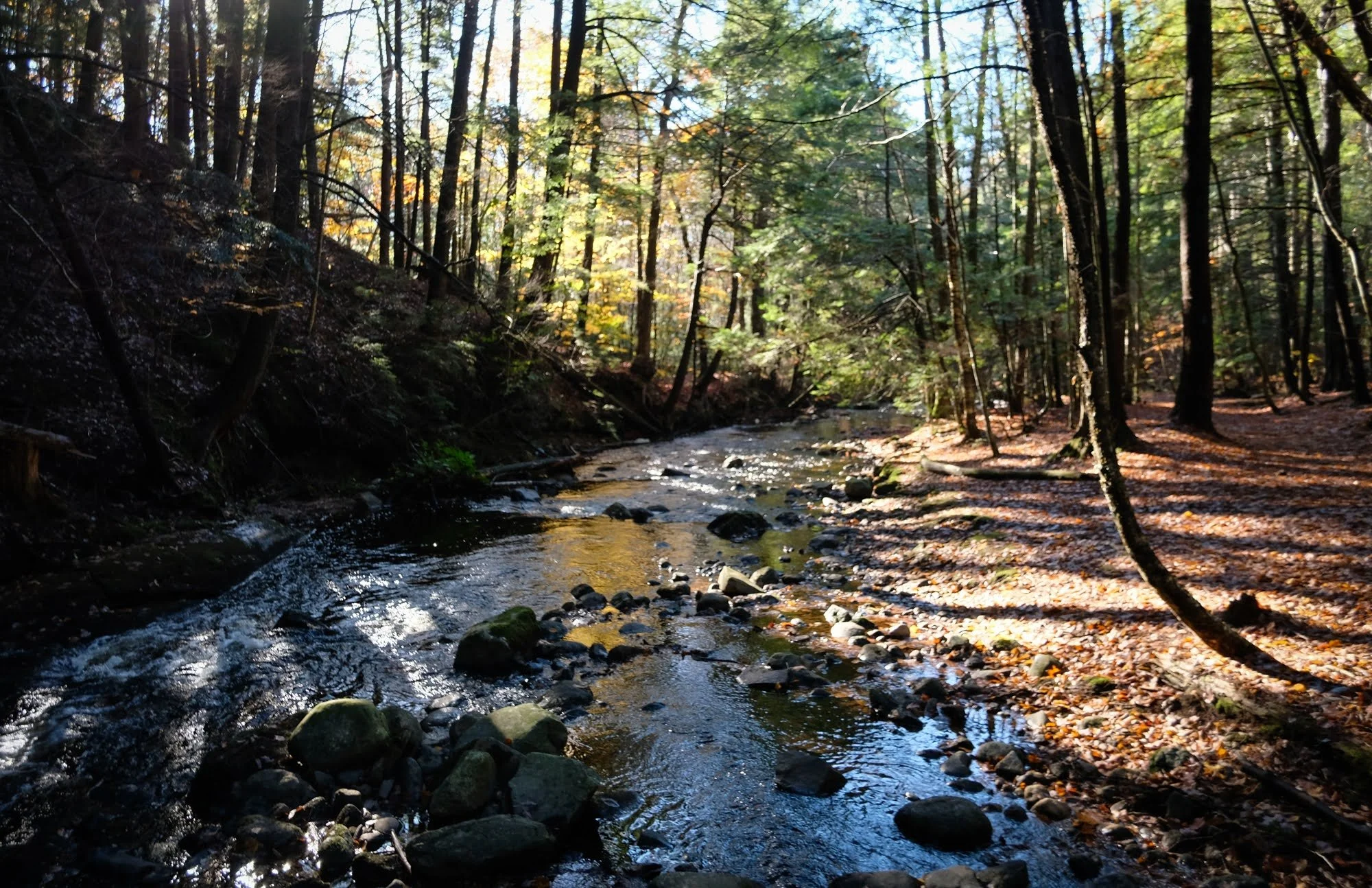 Mill Brook Traverse Hike at Mill Brook Preserve
