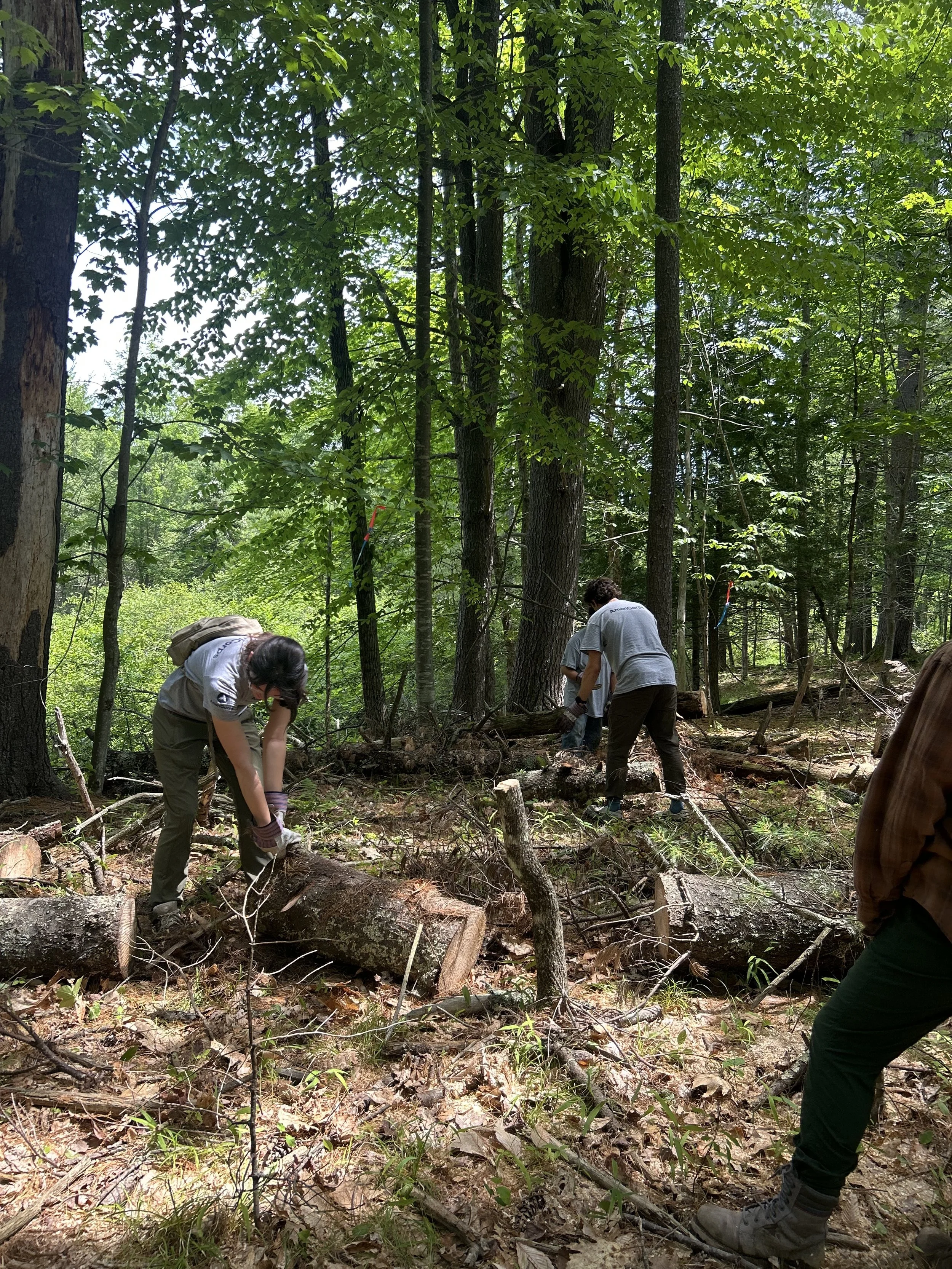 Creating the Gorham Community Forest – July Update