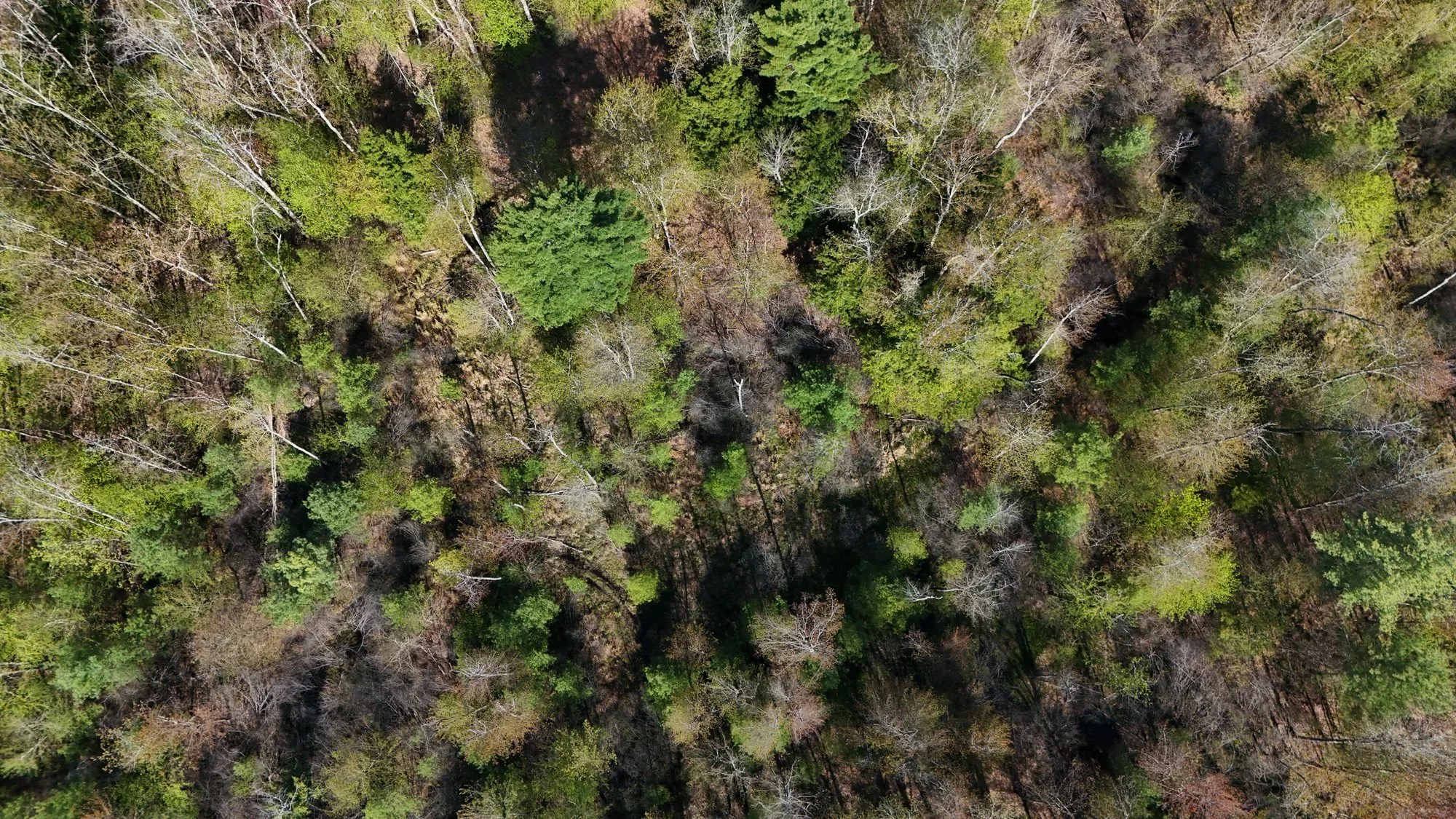 PRLT receives over $237,000 for the Gorham Community Forest