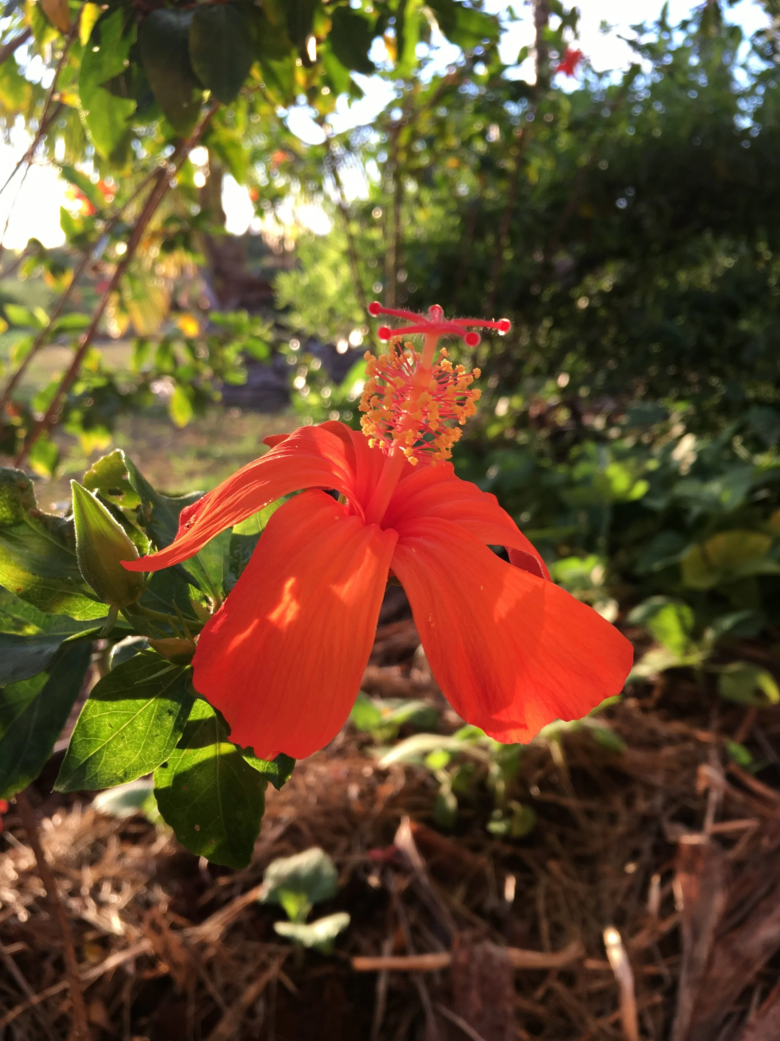 The one Yoga practice I never leave out of my day