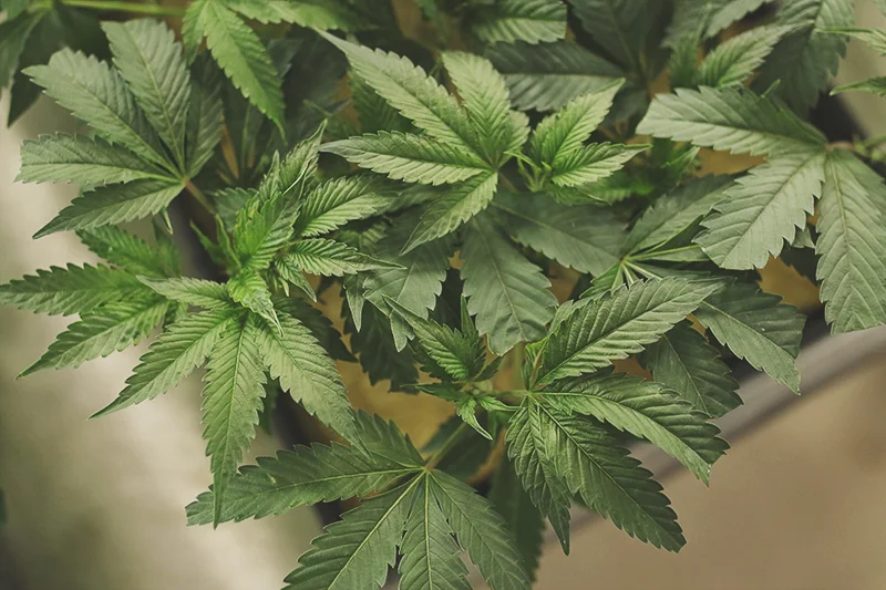 Liv420-3.jpg