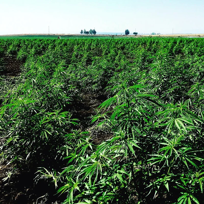 CBD Process 001.jpg