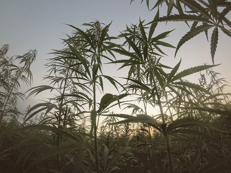 DM Hemp - Header.jpg