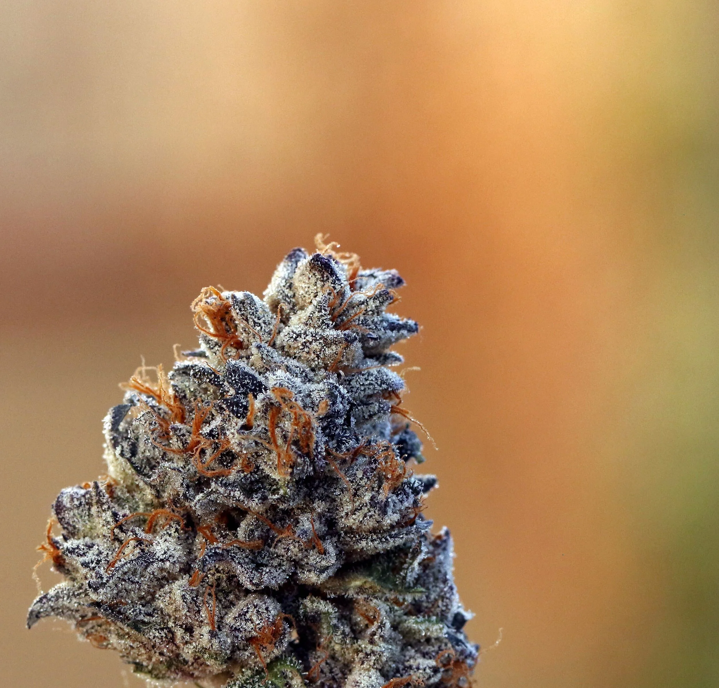 Tips From A Budtender: What NOT To Do This 420