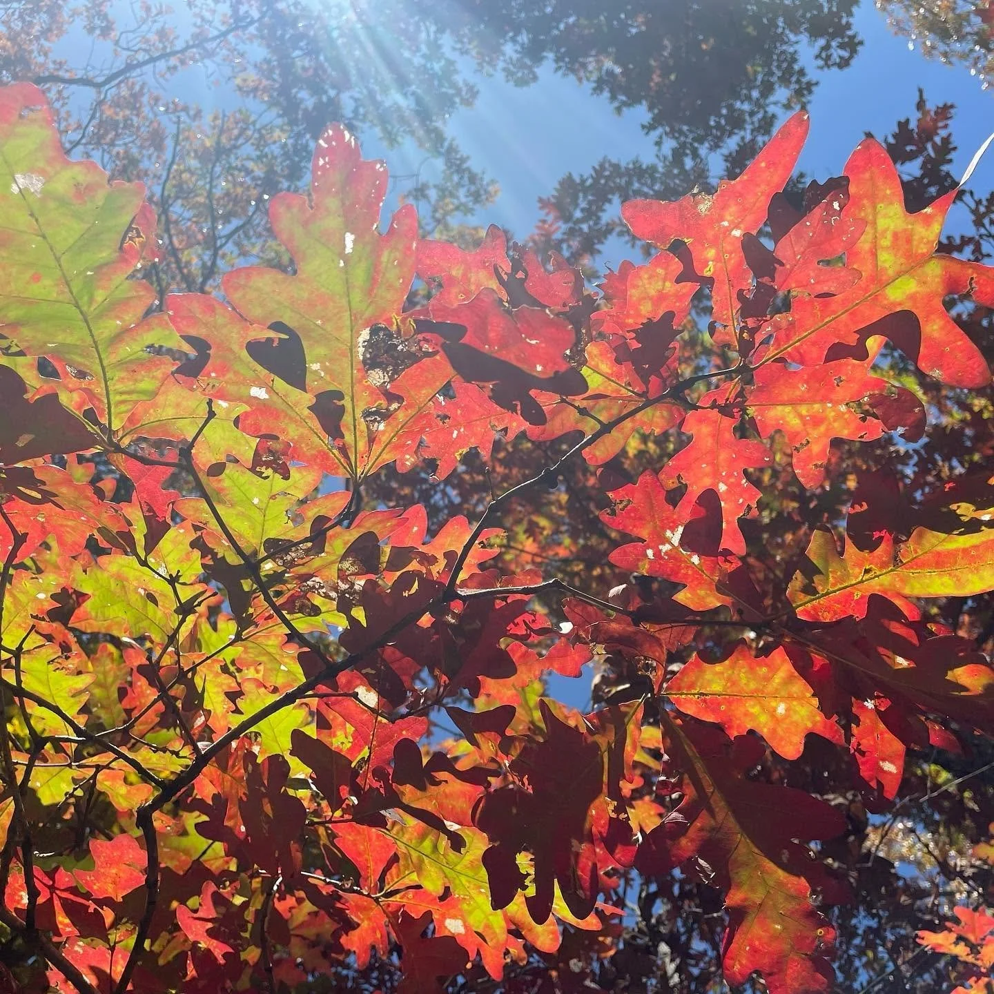 fall leaves 1.jpg