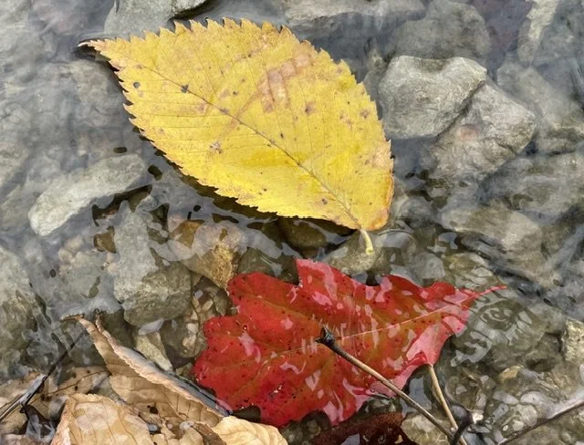 Fall leaves in water