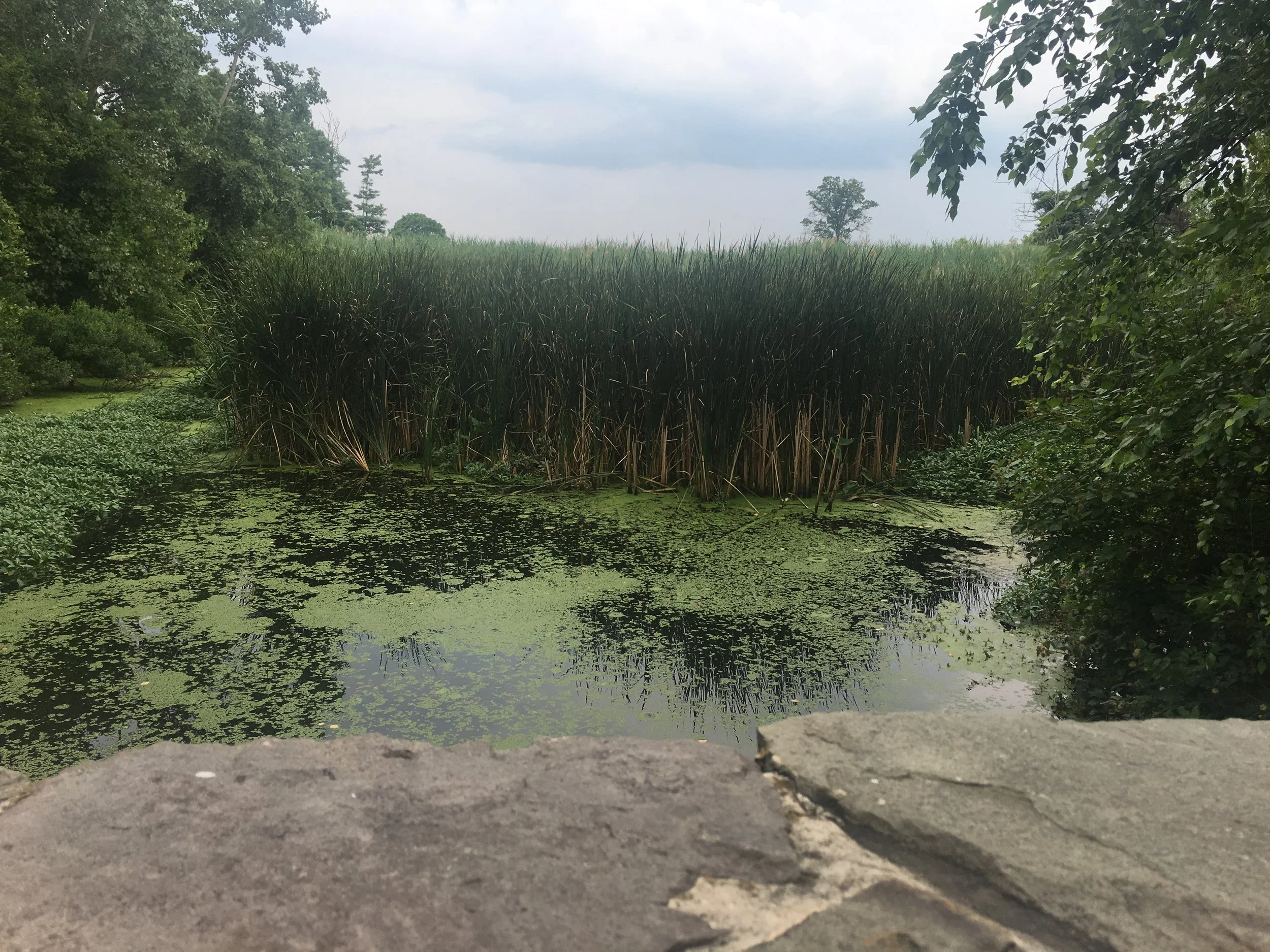 Restored wetlands at Conference House Park.