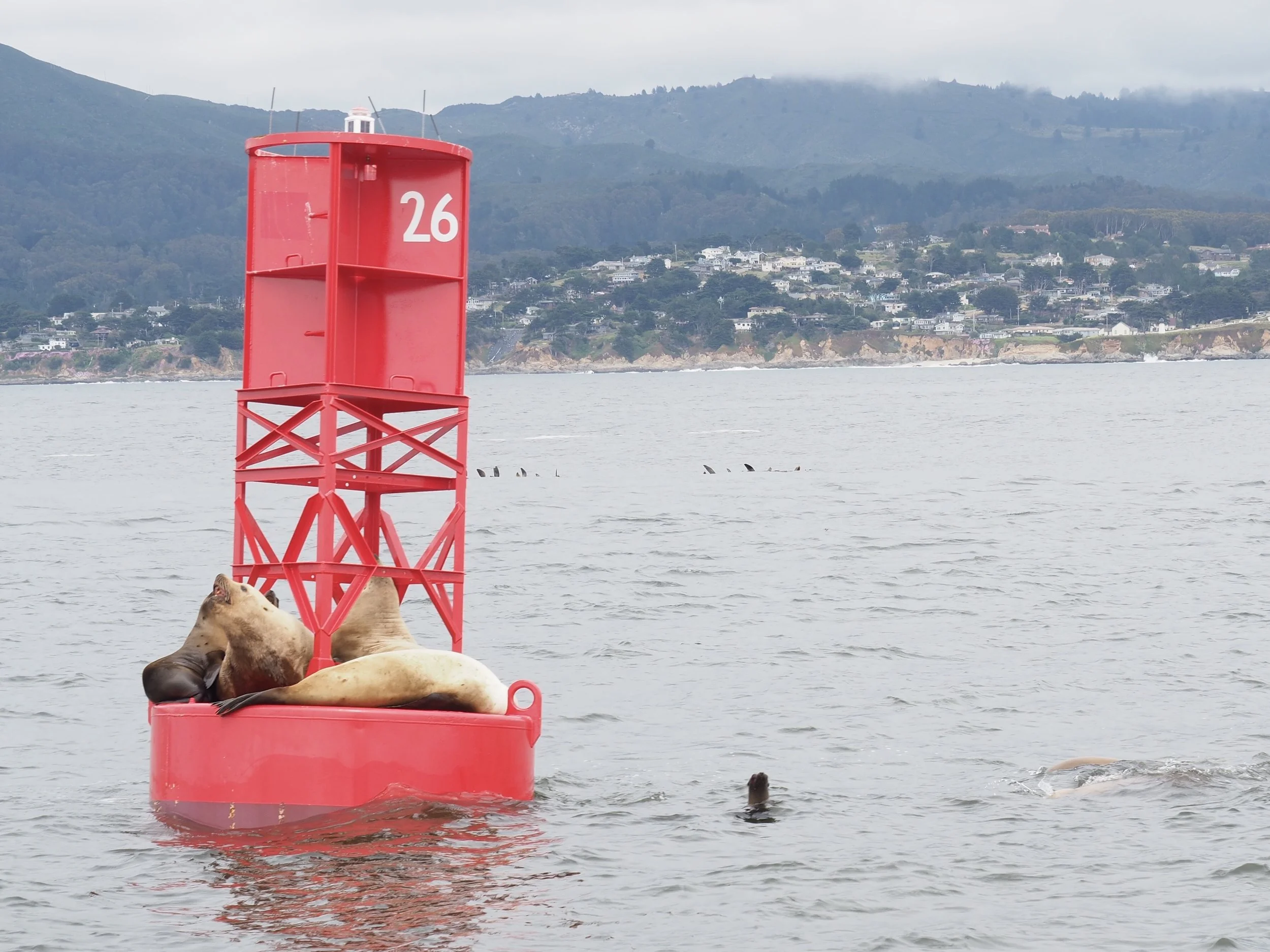 With help from the marine mammal book, we think these are male stellar sea lions hogging the Montara Point buoy from the smaller females. But what is that weird floaty thing in the background?