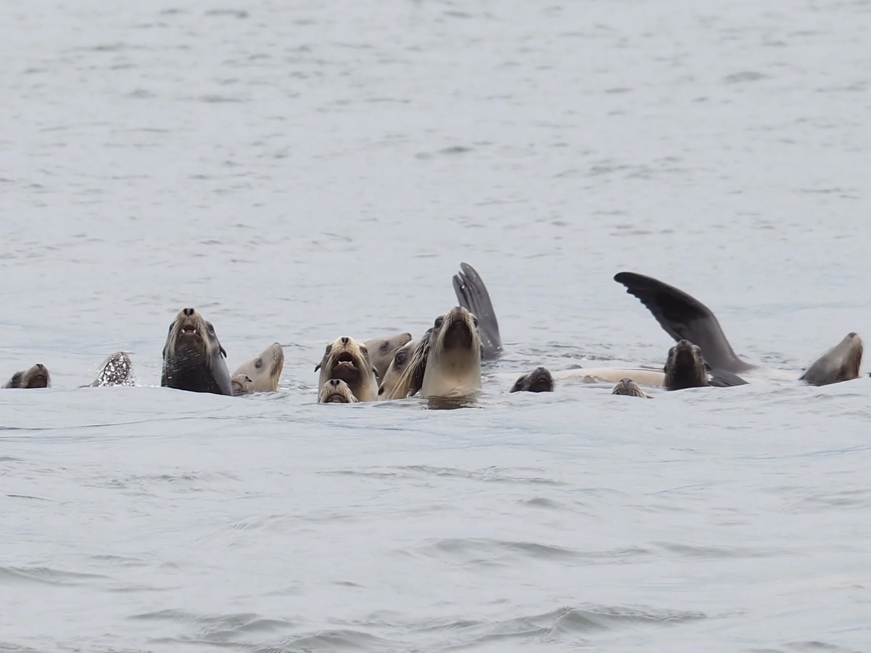 More snoozing sea lions who woke up and took notice as we approached