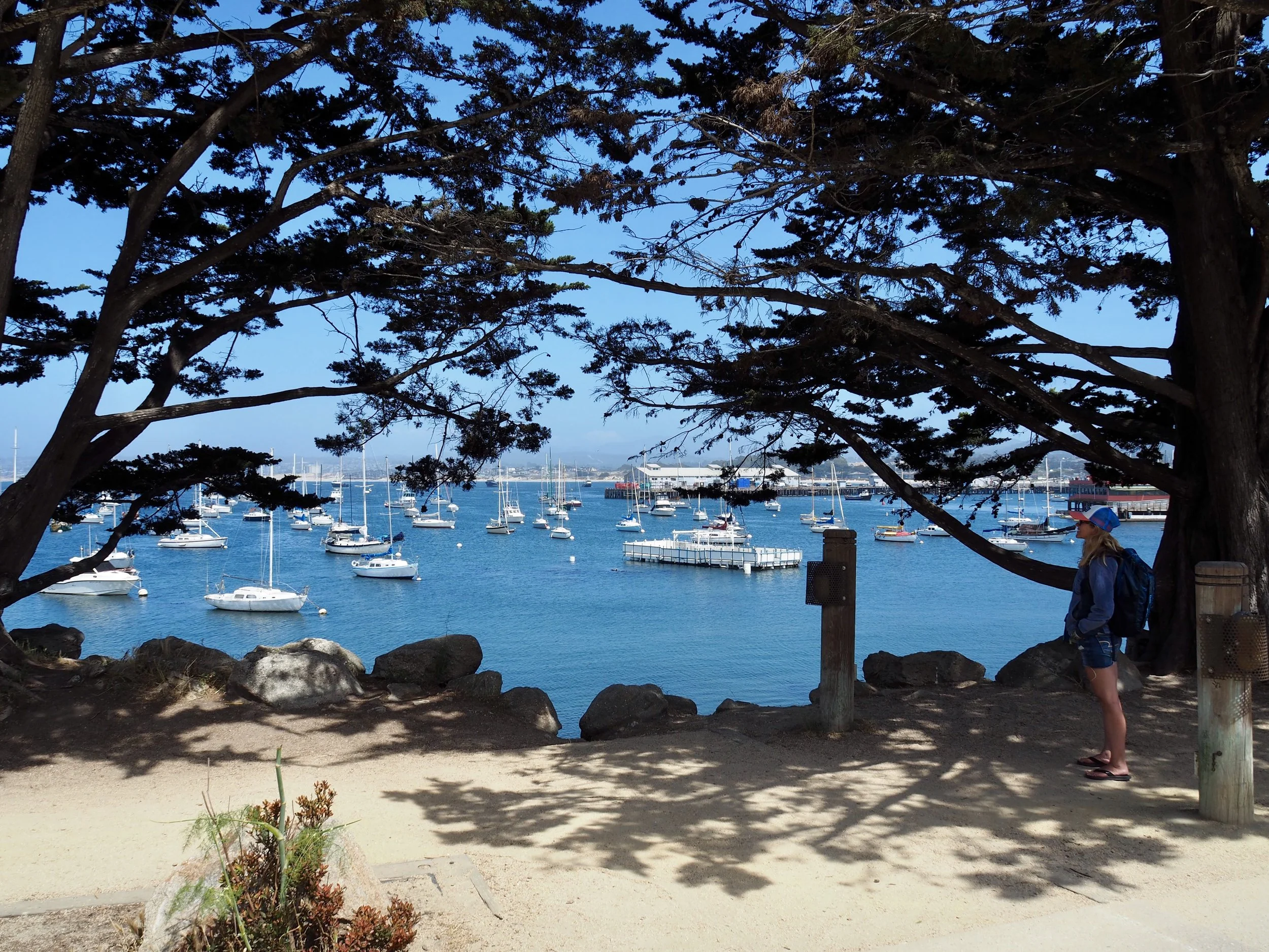 The infamous Monterey Cypress trees in front of the mooring fields. It may be a 20-year waiting list to nab one but for $90/month, those mooring balls are the deal of the century.
