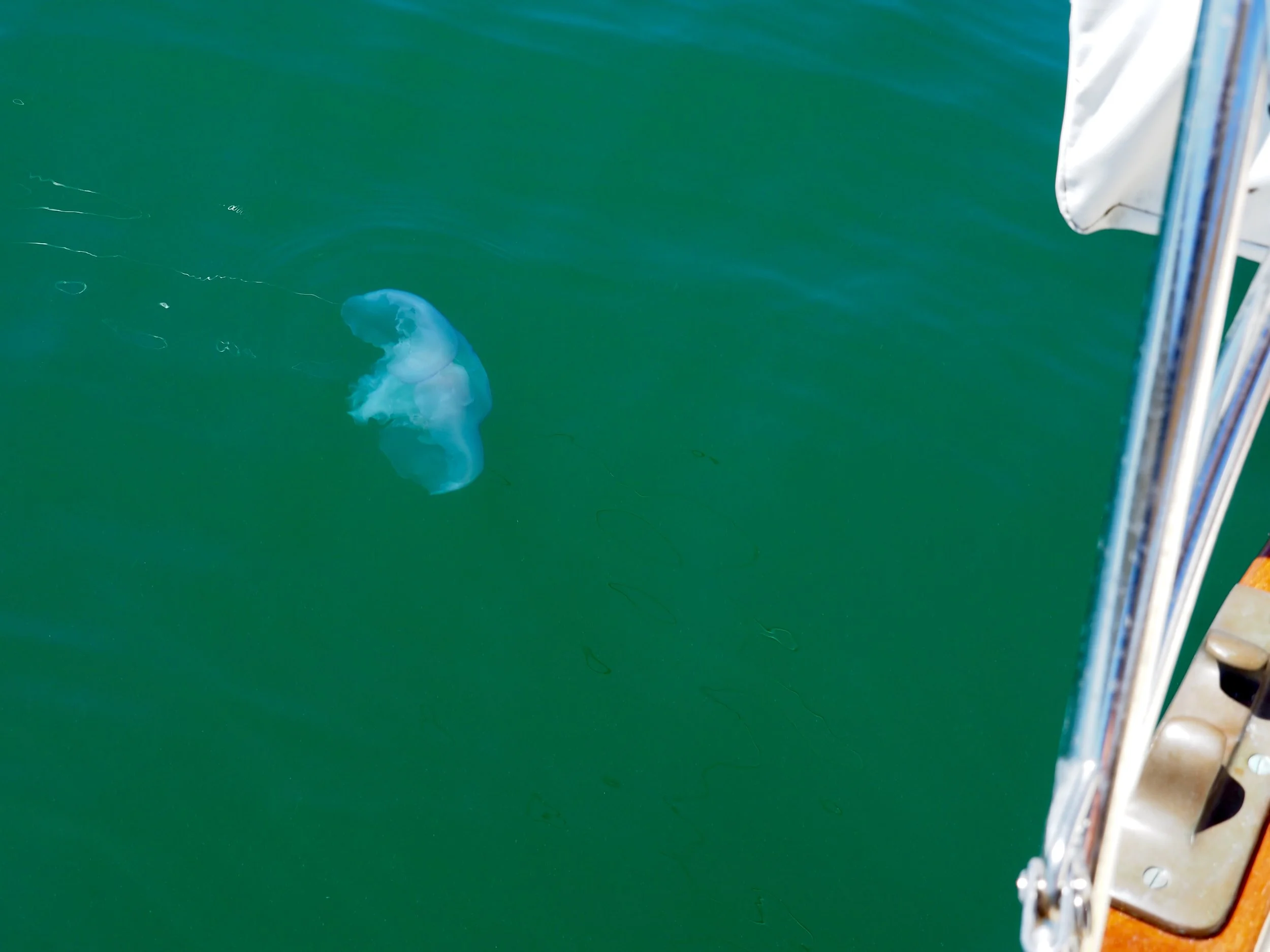 A moon jelly floating by on the currents