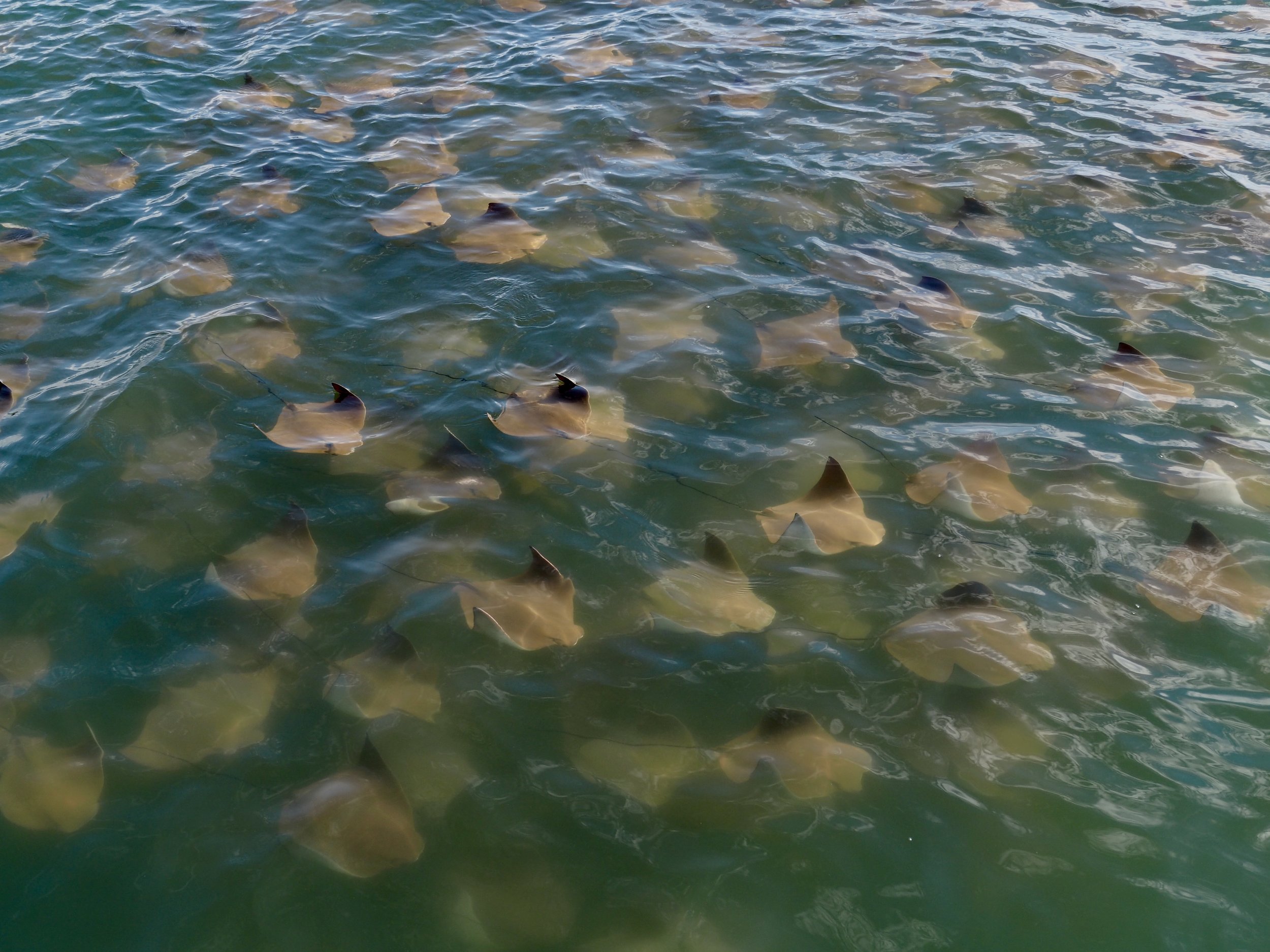 A hundred golden cow nosed rays