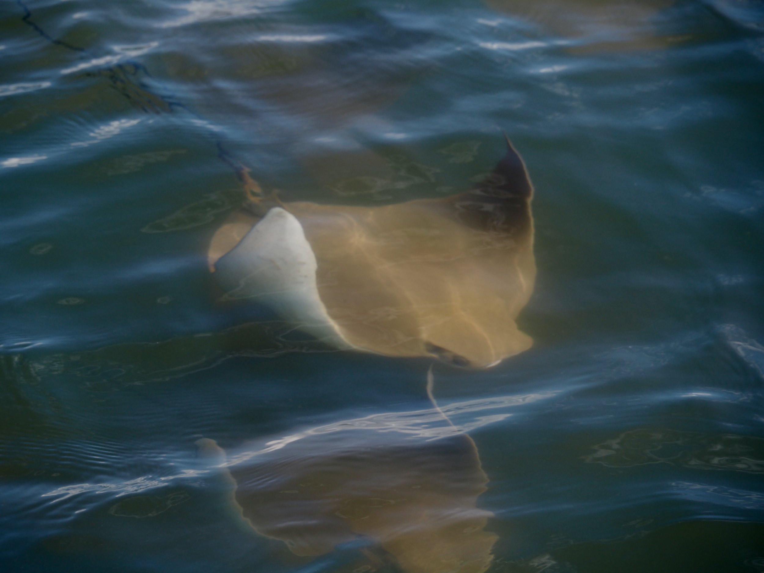 One golden cow nosed ray