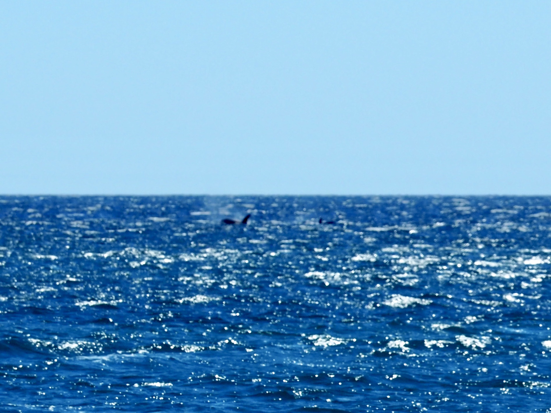 Mama and baby killer whale