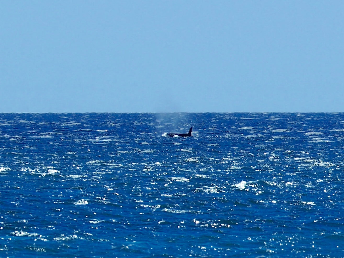 He was far away by the time we could get off a (bad) snap, but the mental photos of this guy surfacing just off our bow are seared into our brains forever