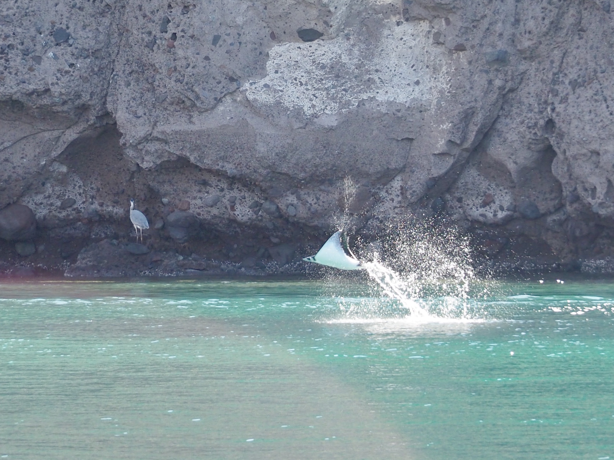 File this under things that never get old. A mobula ray (type of manta) launching himself into elegant flight, just before he finishes with a far less elegant belly flop to knock off any parasites trying to use him for a host. Nearly every evening we hear the telltale thwacking and get to watch several dozen of these amazing leaps.