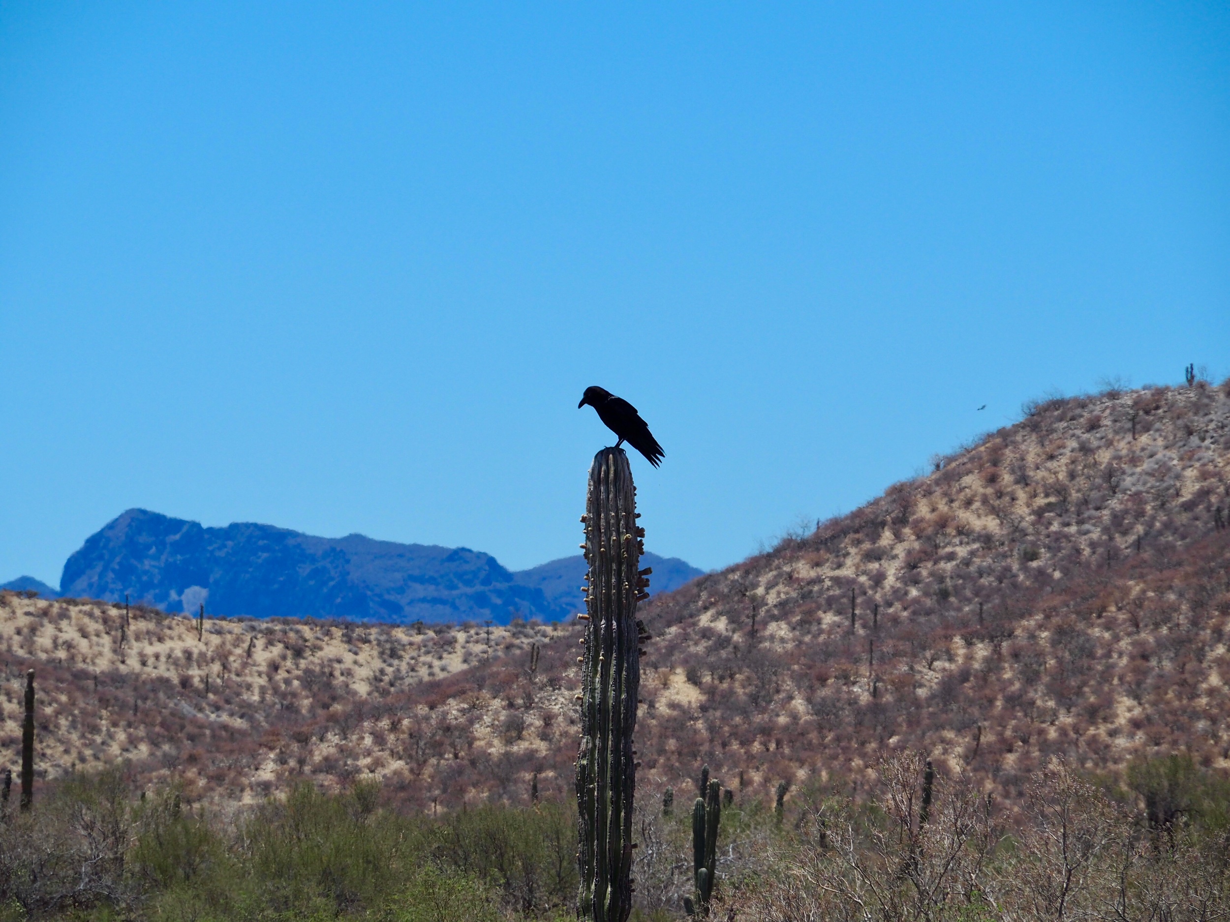 On the other side of the water there is land. And oh, what a contrast. I see a bird and a cactus in this photo, but Colin sees a scene from a Stephen King movie. I think I like my perspective better.