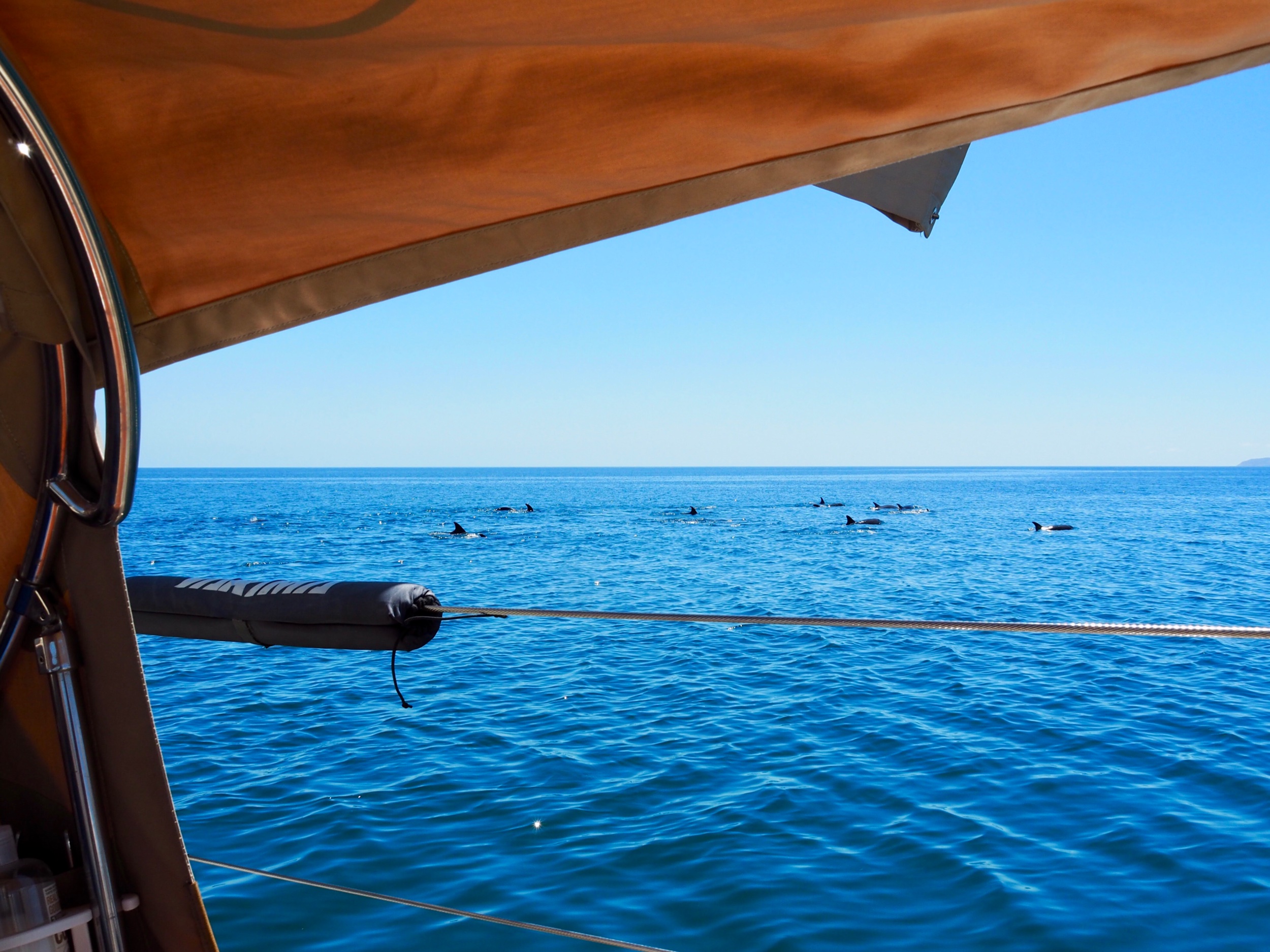 What else never gets old? When huge pods of dolphins circle your boat several times a day as they feed.