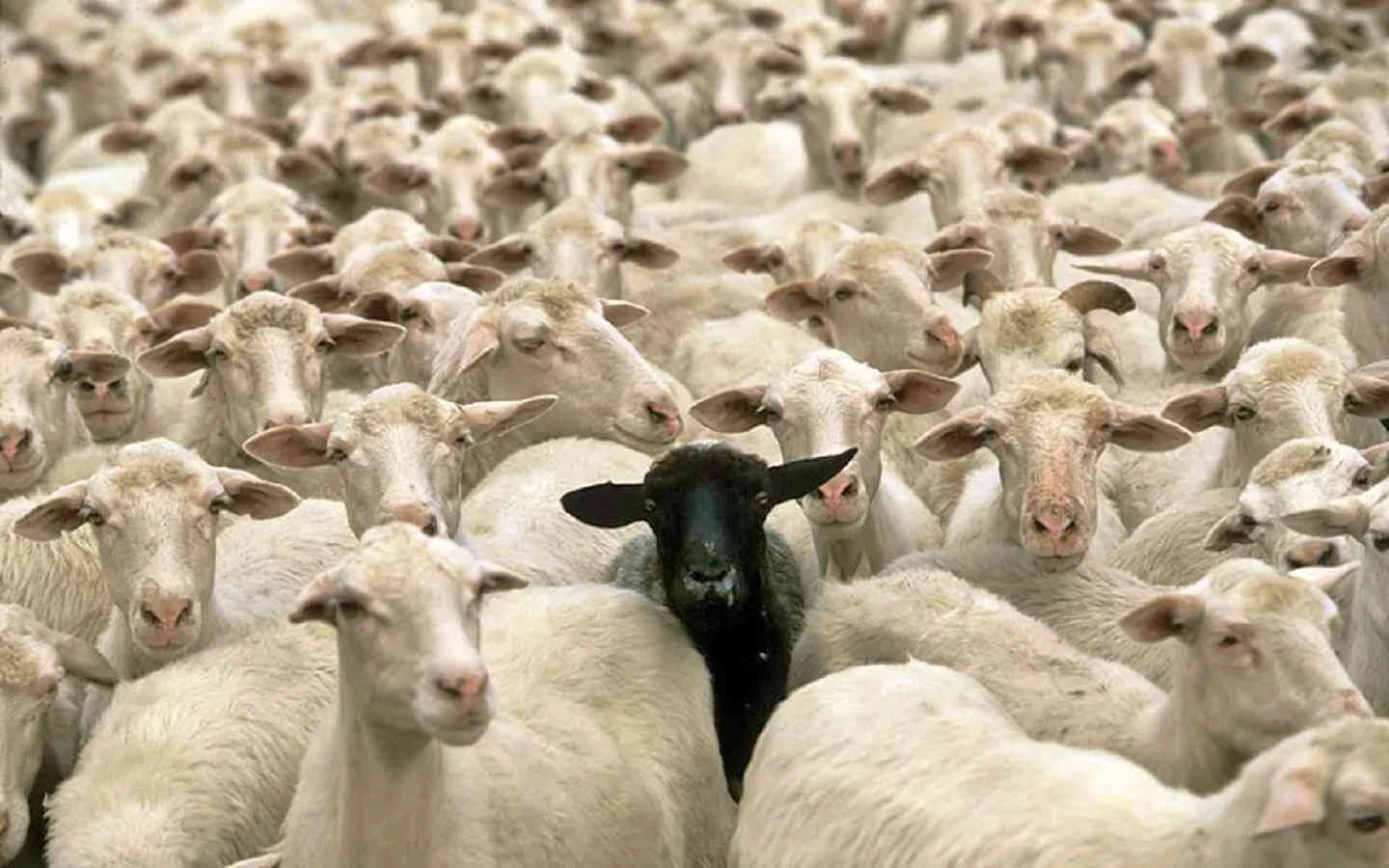 black-sheep.jpg