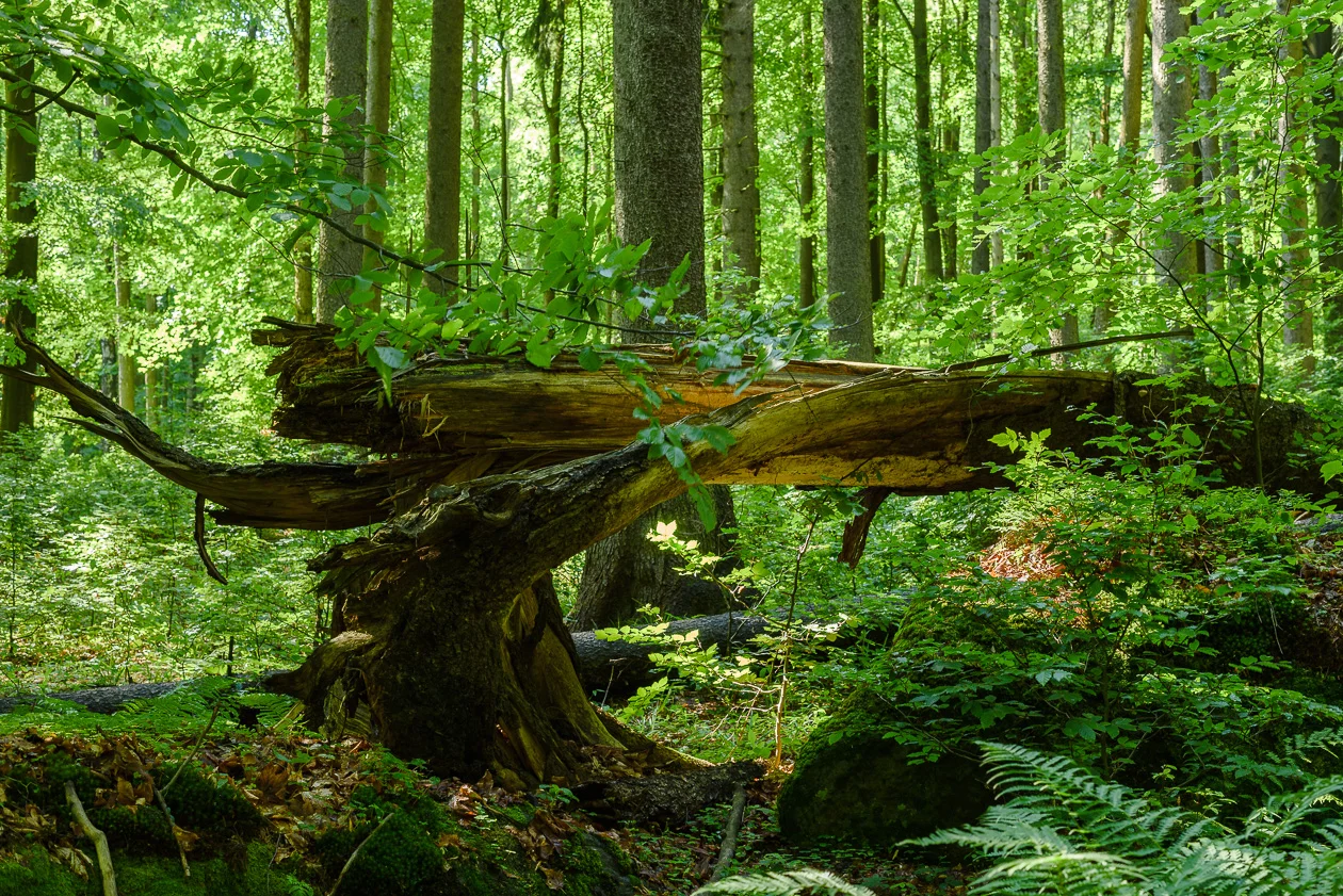  Park Narodowy Gór Stołowych       