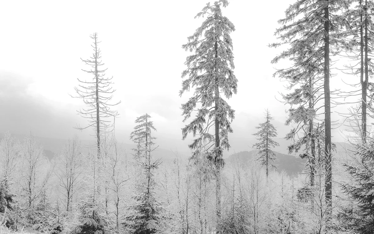 Wierzchowina Skalniaka