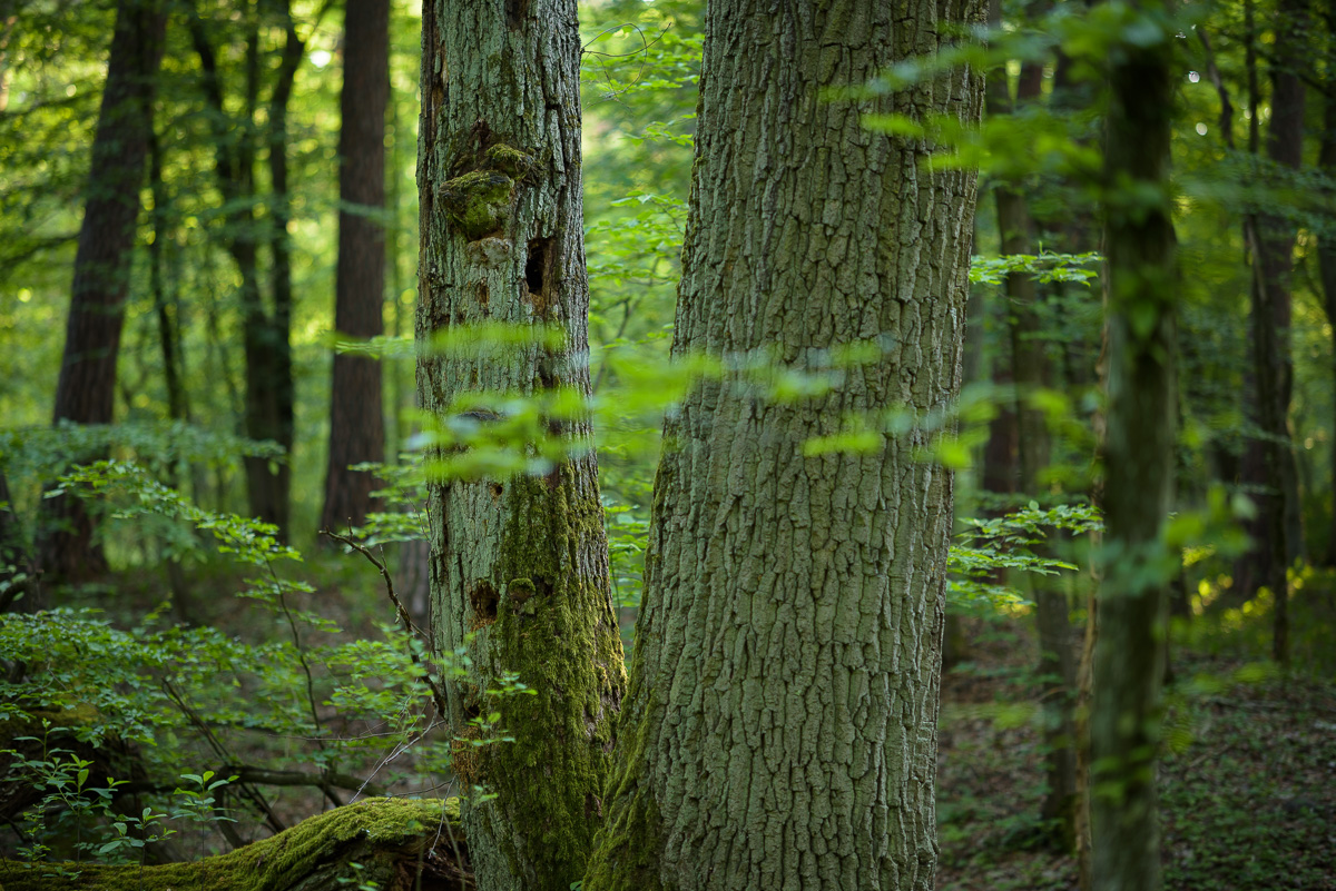  Kampinoski Park Narodowy       