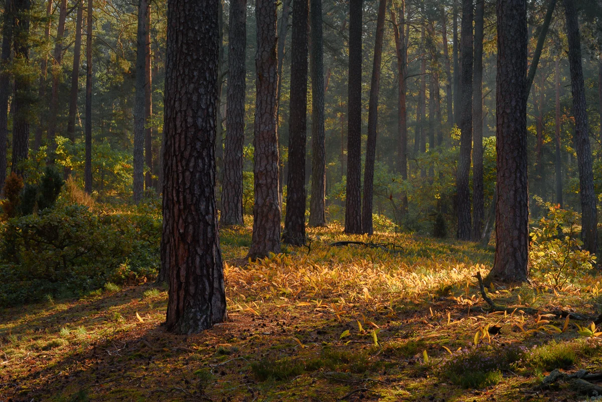  Kampinoski Park Narodowy       