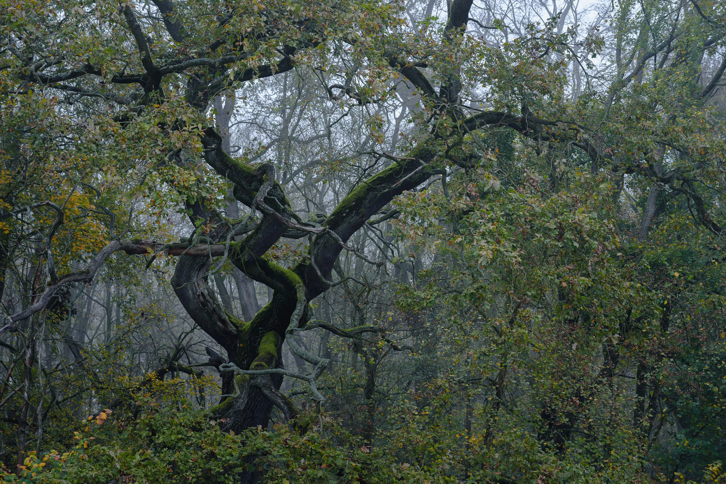  Ujście Widawy do Odry       