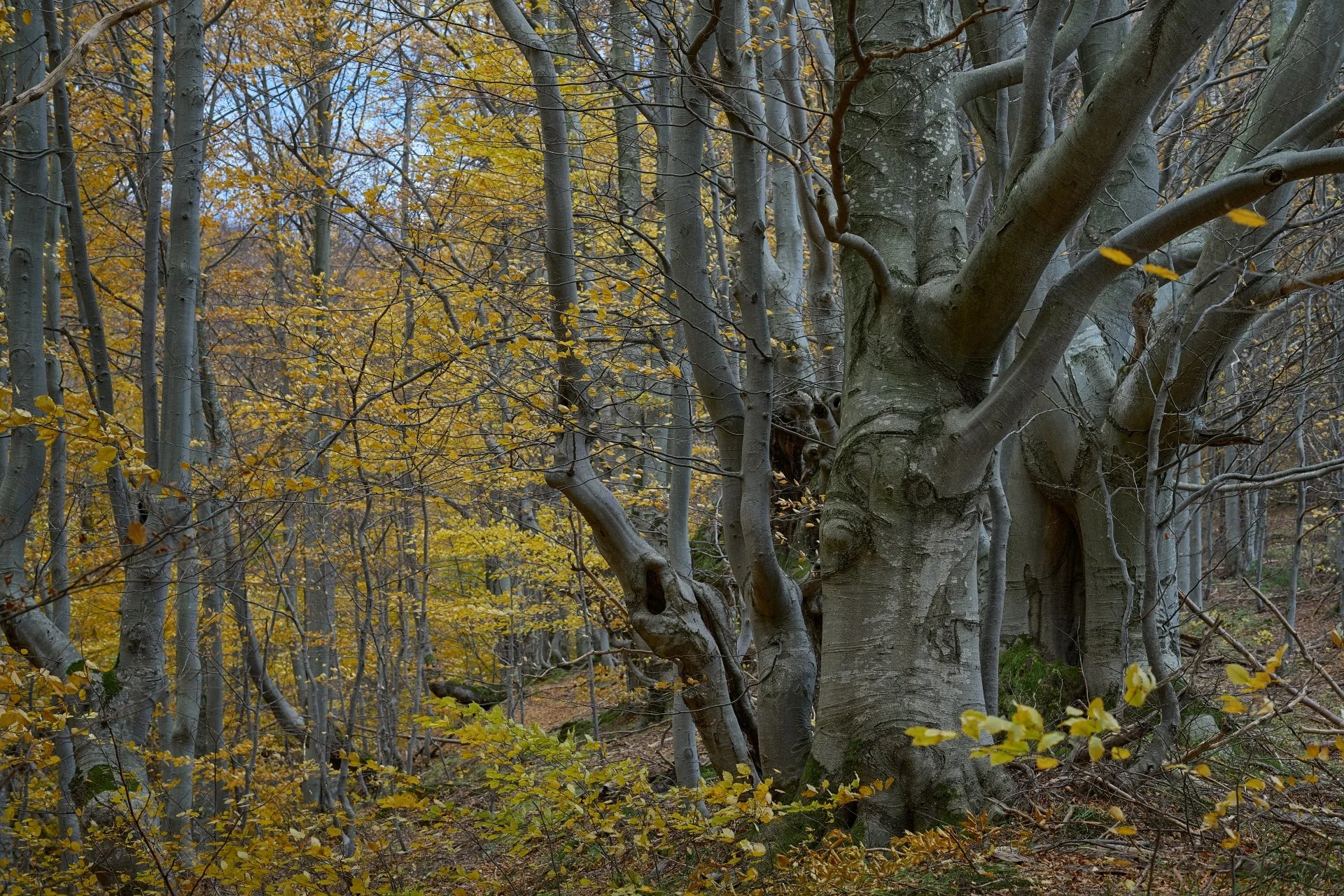 Marsz entów