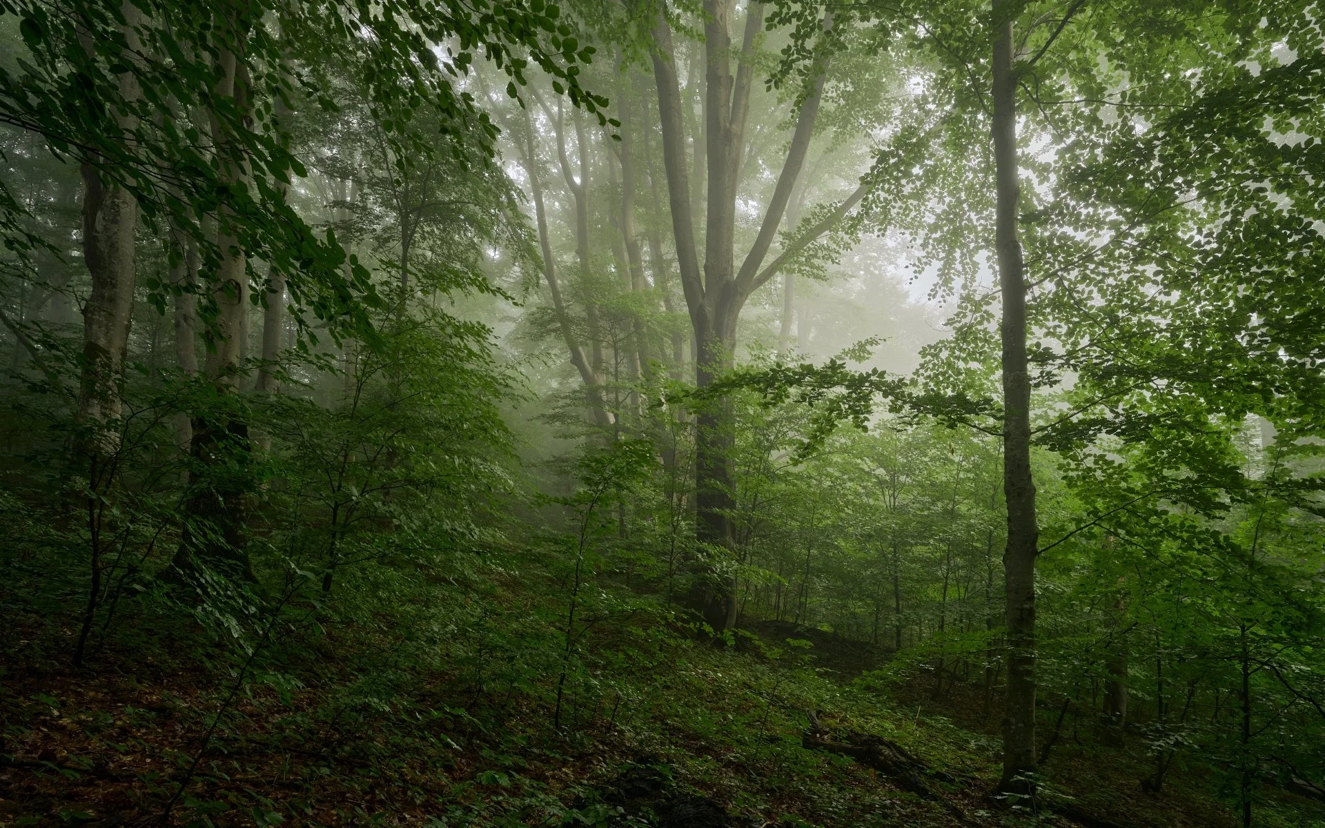 Trakt zapomnianych drwali