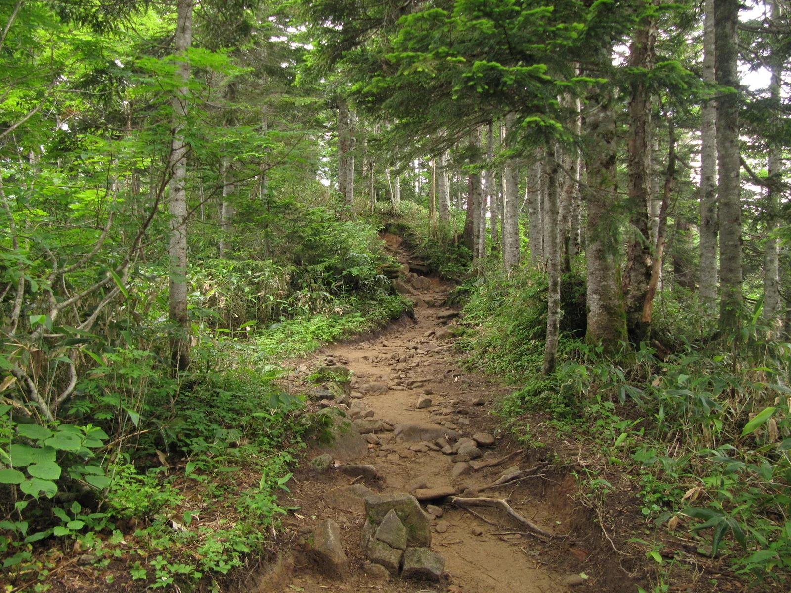 Mountain-Trail-in-the-Japan-Alps.jpg