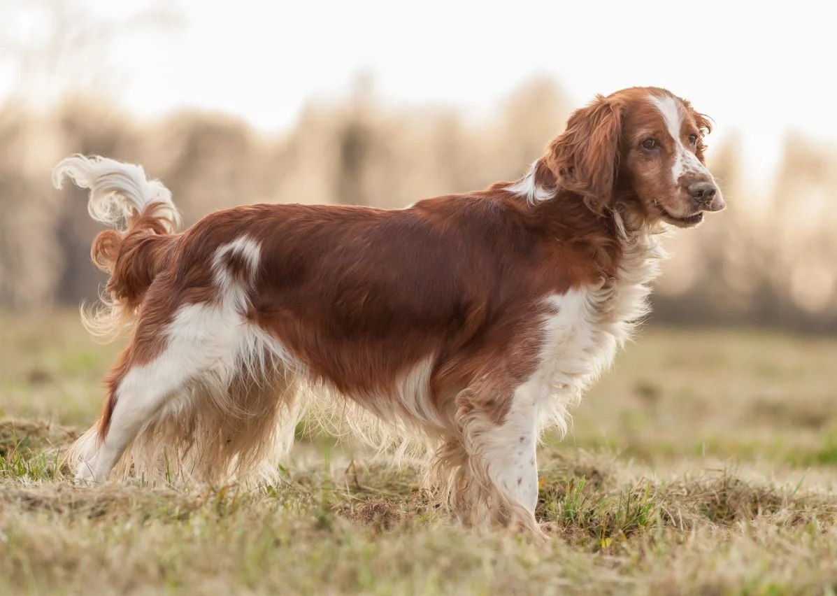 WELSH SPRINGER SPANIEL