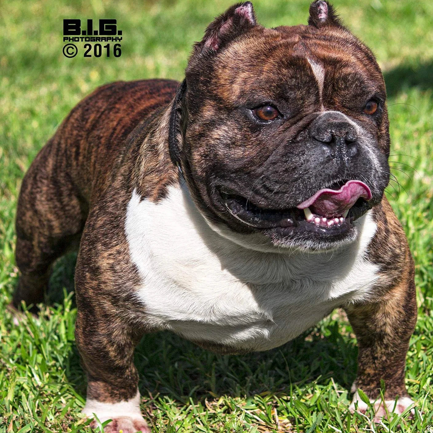 French Bulldog Mini Exotic Bully Clearance Extoic Bully Online