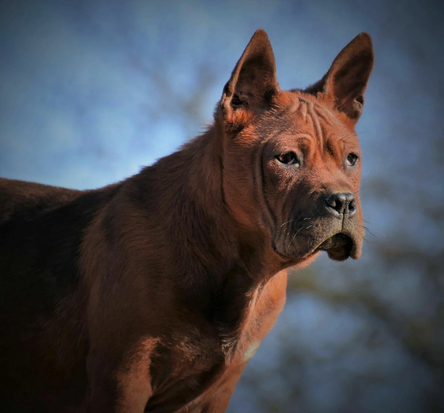 CHUANDONG HOUND