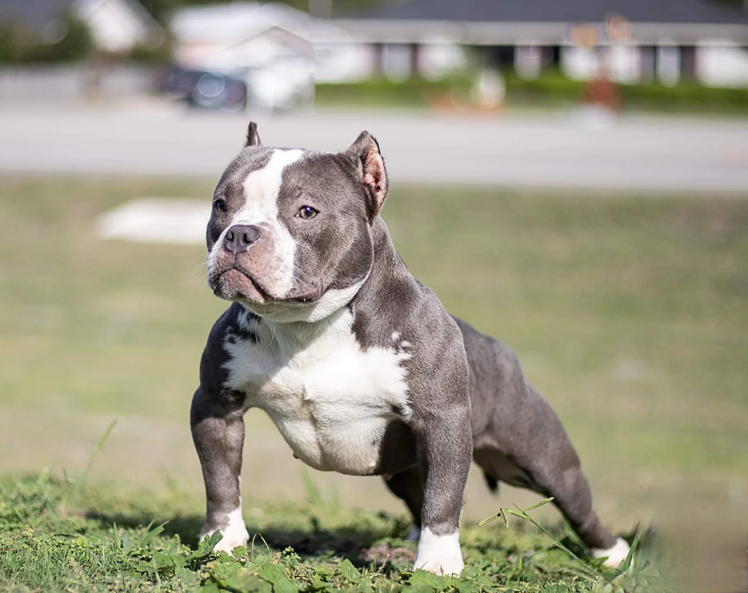 Bully Tiny Pitbull Breed Dogs Teacup Bully Pitbull Pocket Pitbull Puppies  American Pitbull, image size:1500x1189