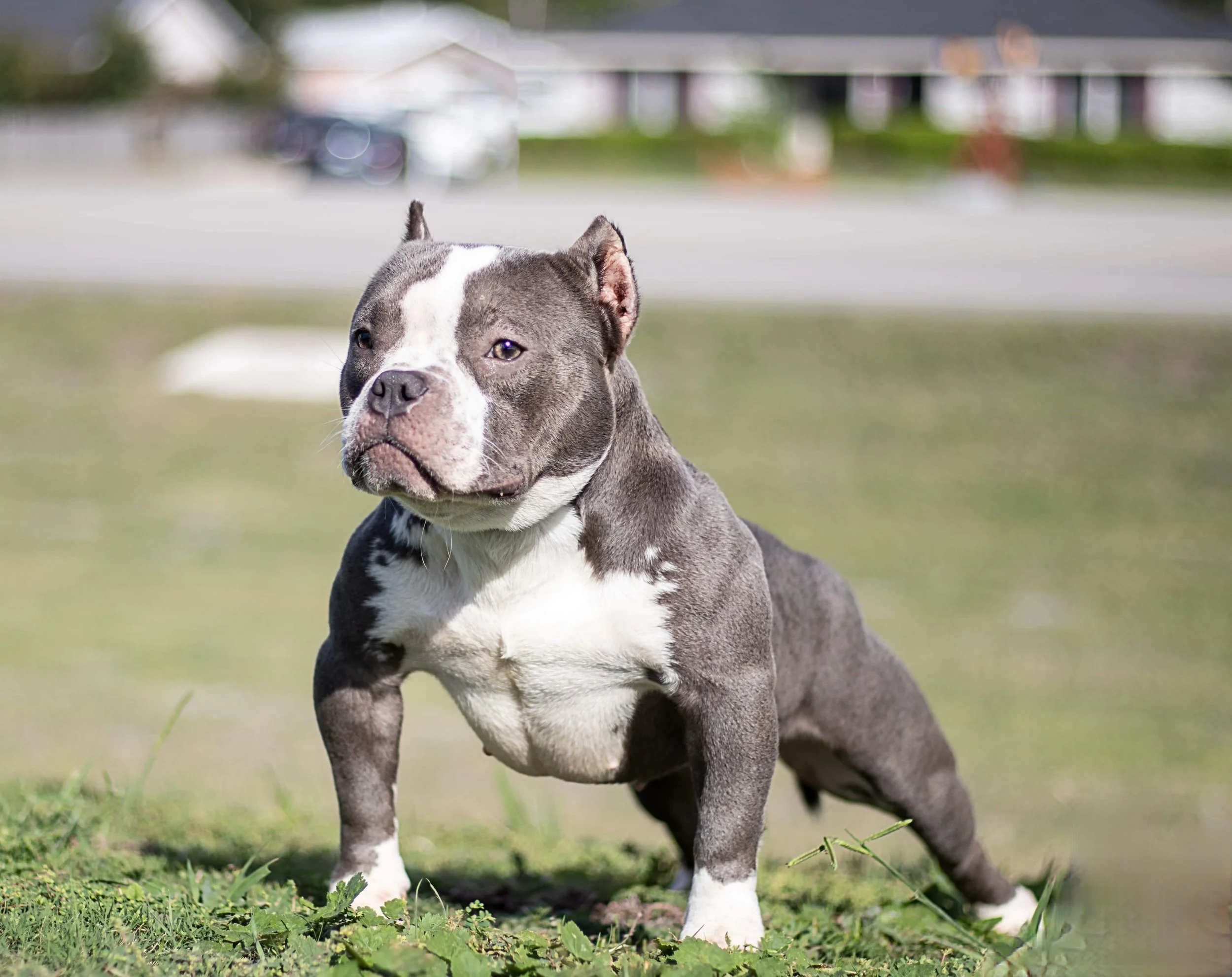 MINIATURE AMERICAN BULLY — Breeders Cup