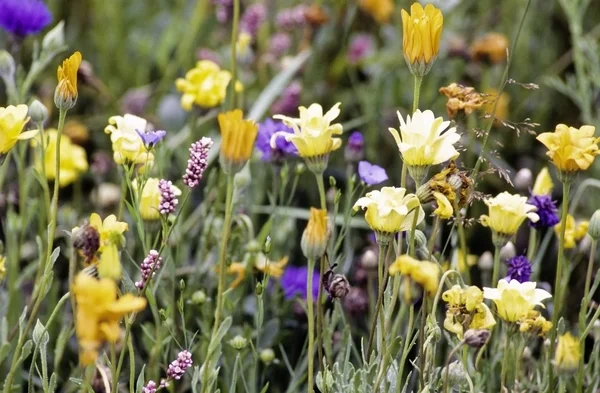 Wildflowers