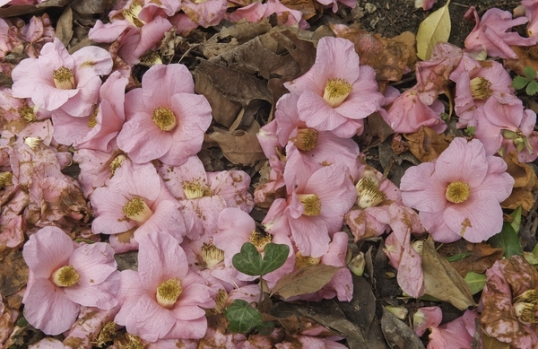 camellia blossoms fl50-49 (1).jpg