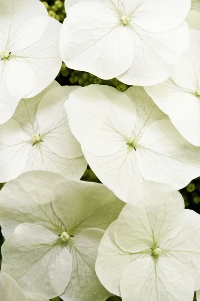 hydrangea d170-11dm.jpg