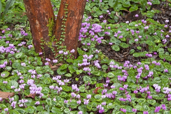 cyclamen and stewartia fl183-1 (2).jpg