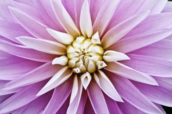 purple dahlia d190-14d (1).jpg