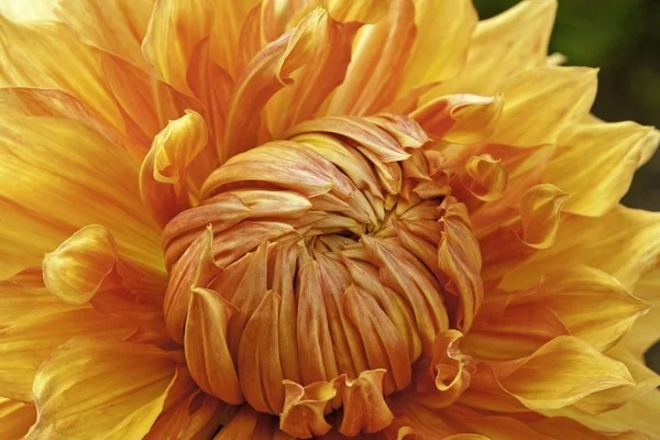 orange dahlia fl161-75.jpg