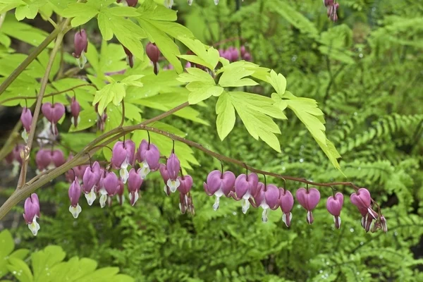 bleeding heart fl113-18.jpg